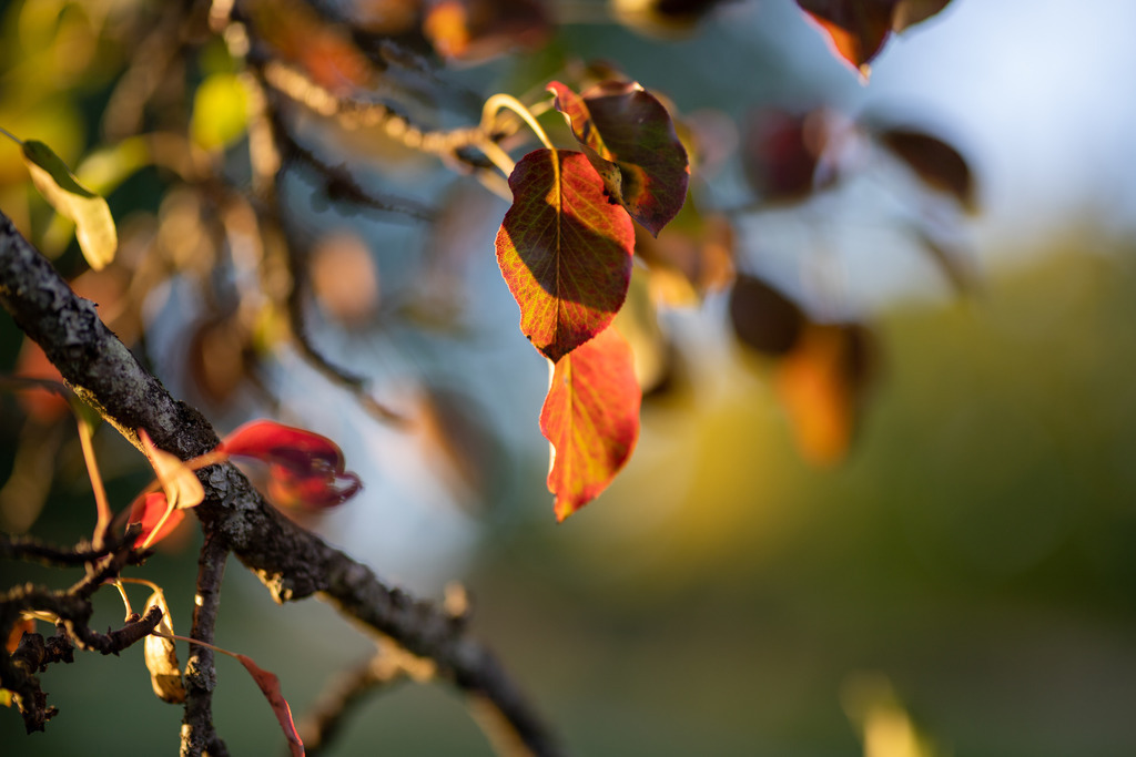 IMG_4760 | ehrlichefotos - Realisiert mit Pictrs.com