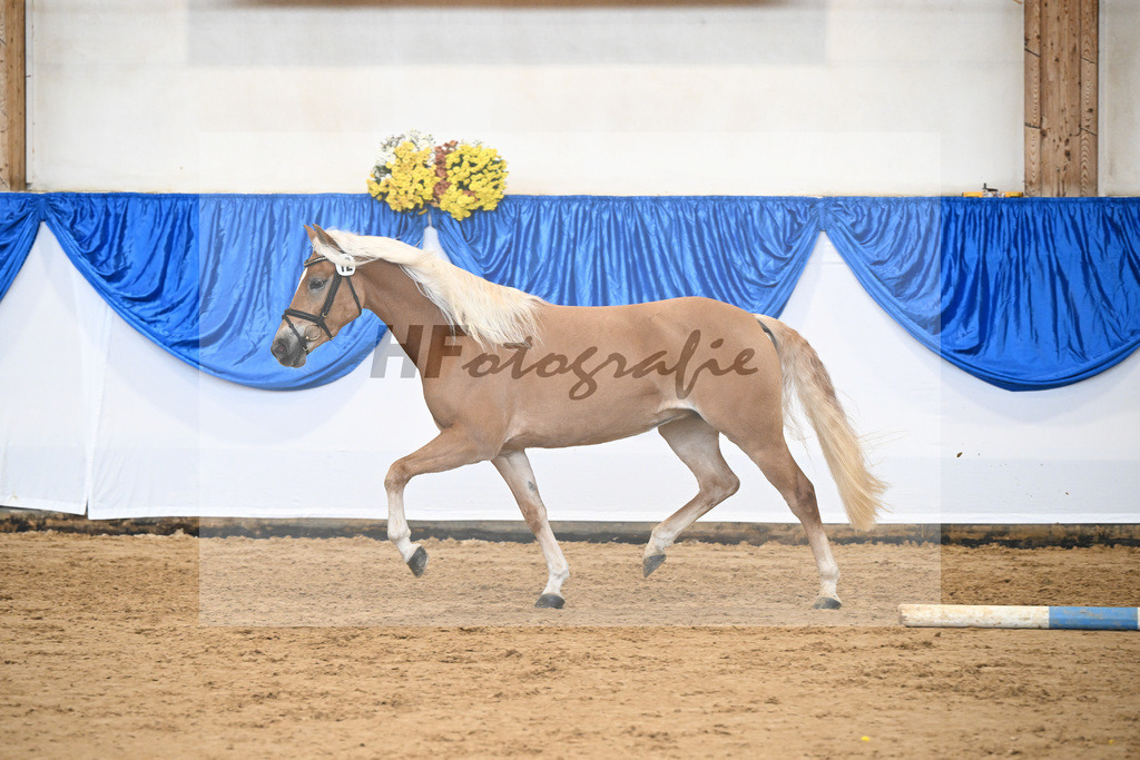 Bl. Band Kat-Nr. 12 Baghira v. Schampus_Czernoch_48251482 | hf-fotografie - Realisiert mit Pictrs.com