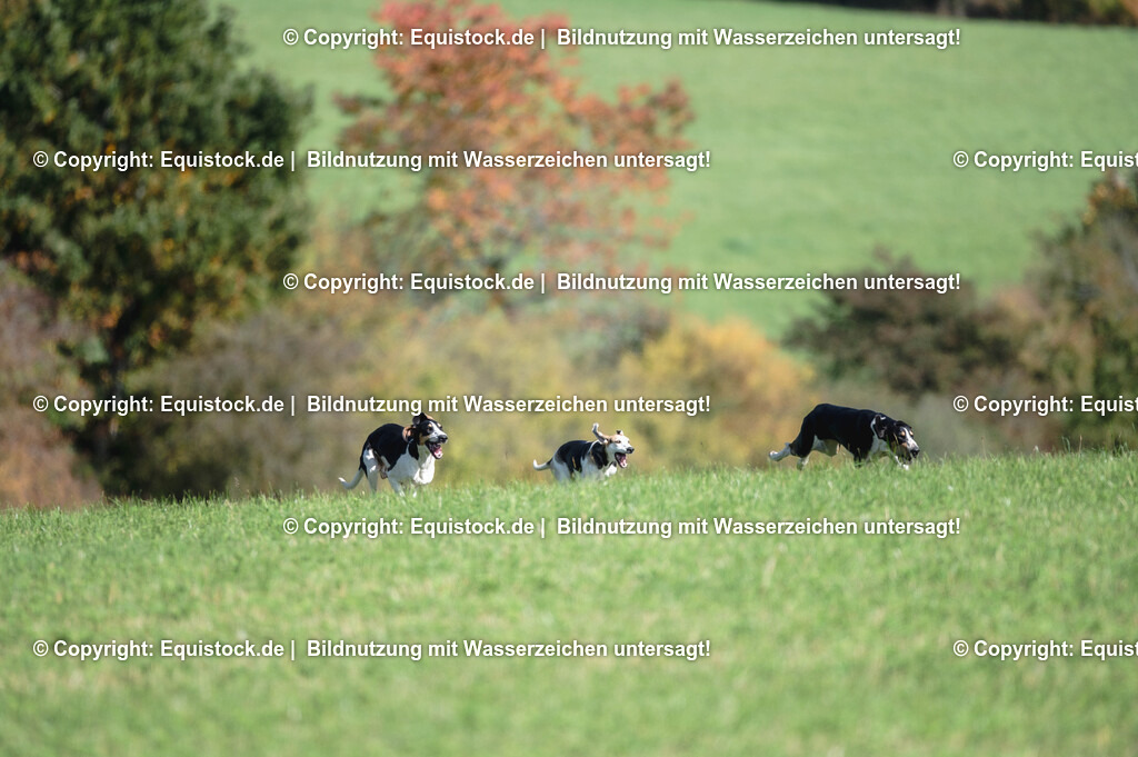 20251011_Jagd-Marbach_0368 | Foto: Thomas Hartig