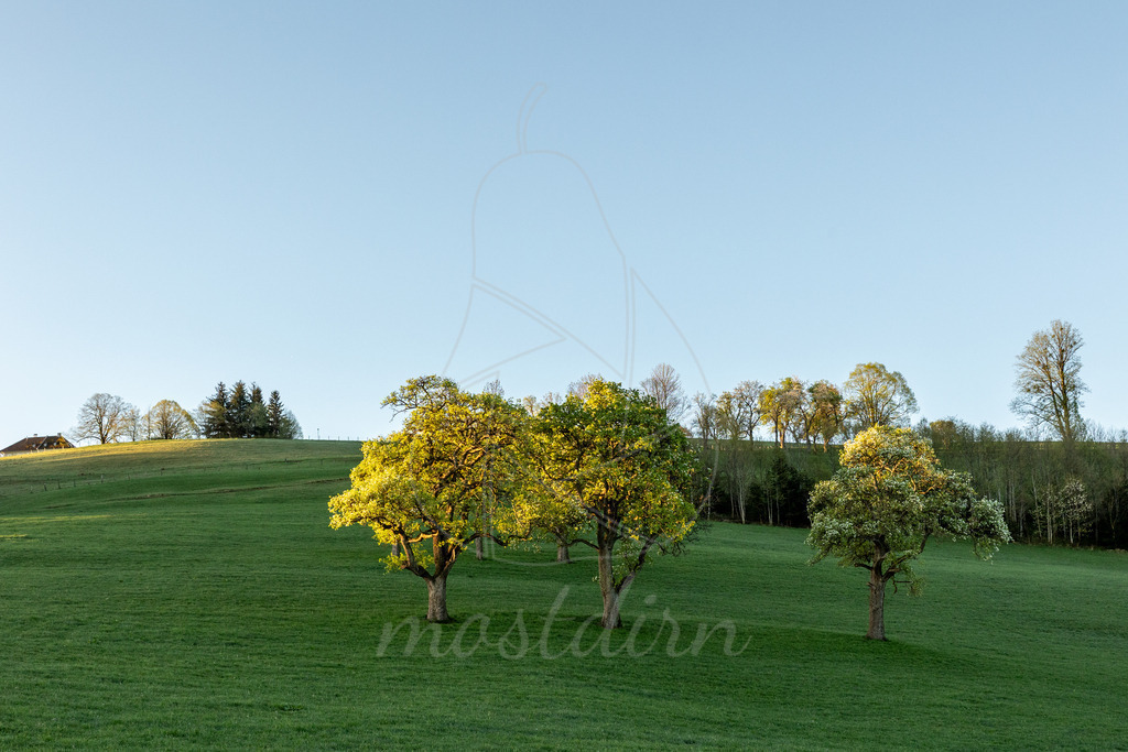 Morgenstimmung bei der Birnbaumblüte | Ihre Fotografin im Lungau, ihre Fotografin im Mostviertel, Wandbilder Onlineshop, Imagefotos für Ihr Unternehmen,  - Realisiert mit Pictrs.com