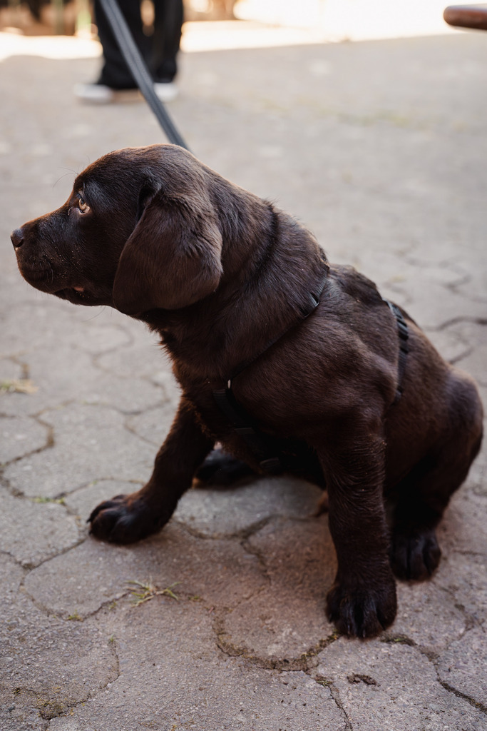 20260426-92 | MuT (Mensch und Tier) mit Mona - Fotografie und Tierkommunikation - Realisiert mit Pictrs.com