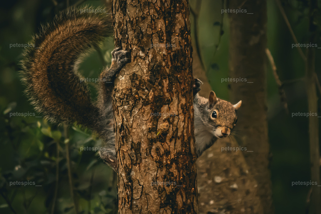 IMG_9000 | petespics