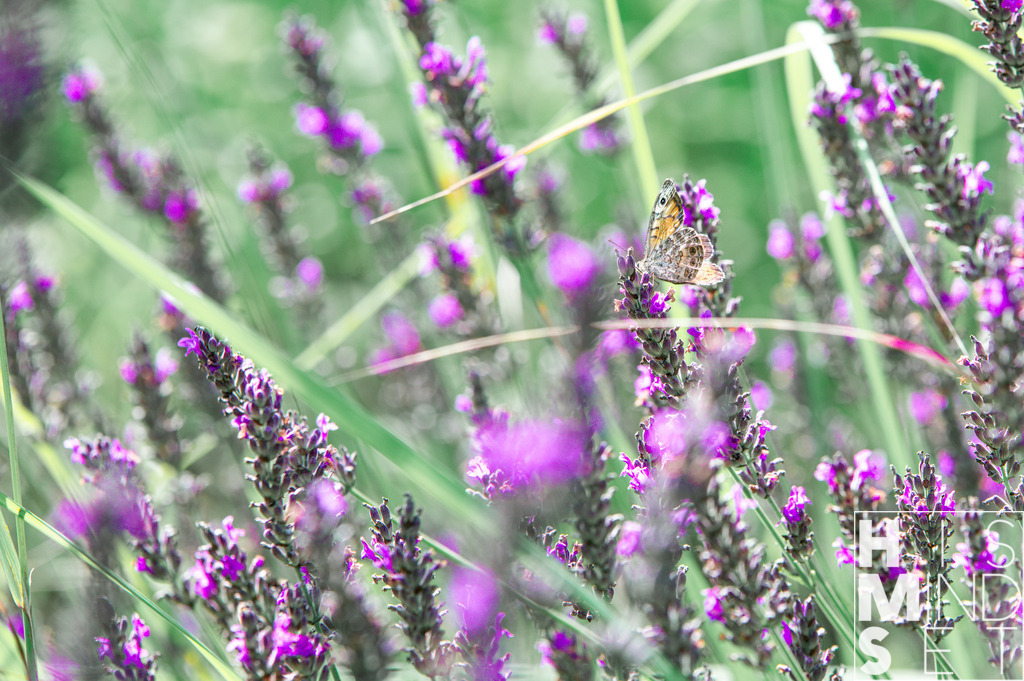 Lilavendel | Sichere dir dein Lieblingsbild von HISMINDSET als Print für dein Zuhause oder das Büro! - Realisiert mit Pictrs.com