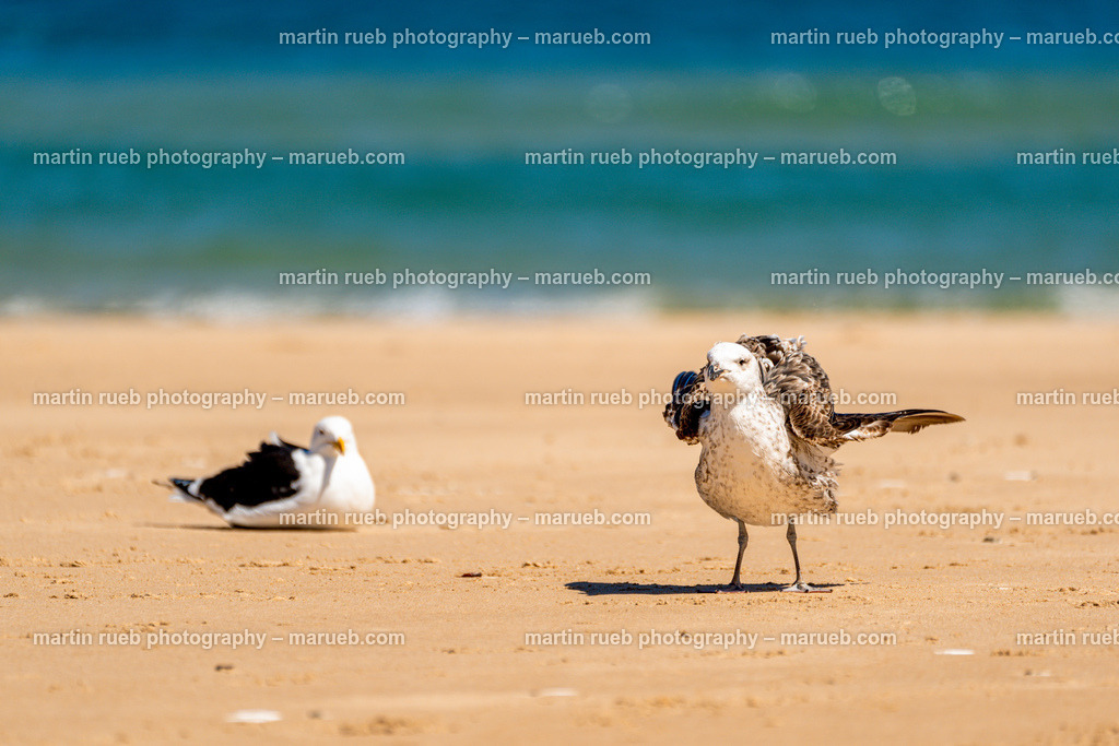 Waiting the winds | Seagulls at the South African Atlantic coast waiting the winds - Realisiert mit Pictrs.com