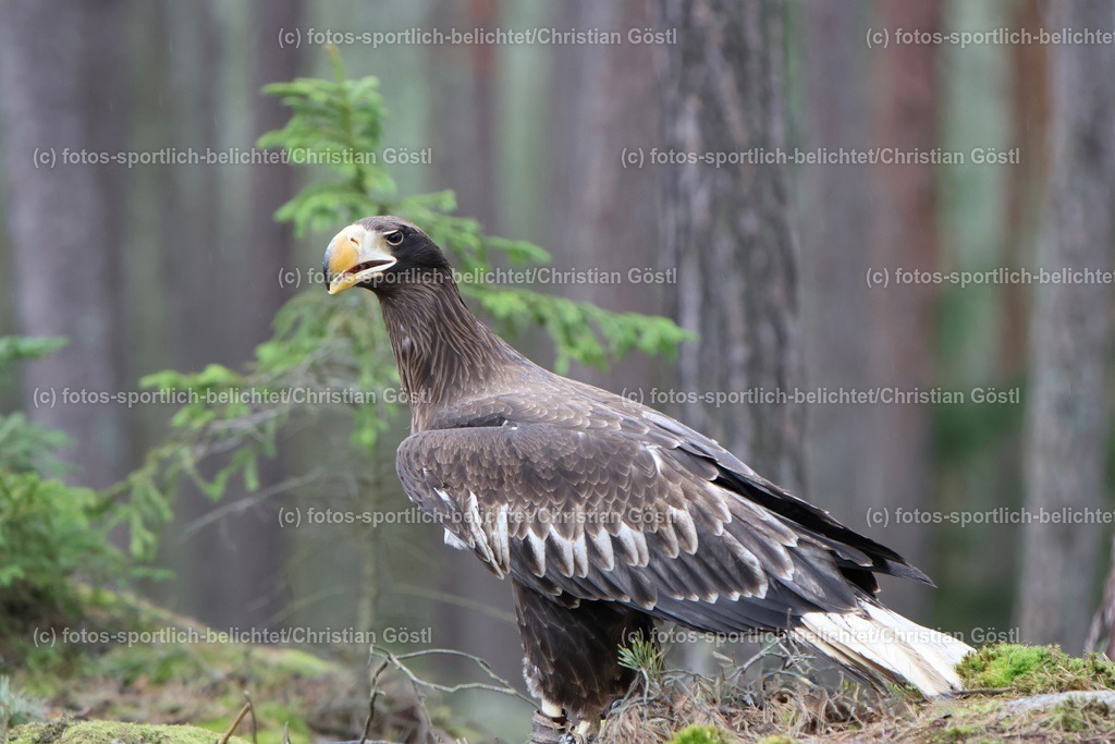 2X5A4508 | fotos-sportlich-belichtet - Realisiert mit Pictrs.com
