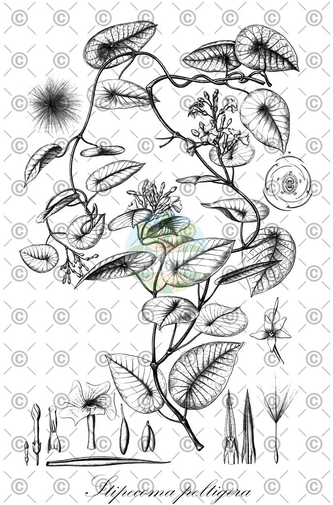 HistAbb_wfo-0001291582_1_ENZY_Simple | Historische Abbildung von Stipecoma peltigera - Apocynaceae | Historical Illustration of Stipecoma peltigera - Apocynaceae