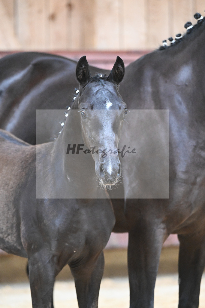 Kat-Nr. 26 SF Zenetti_Kirchmaier_26230324 | hf-fotografie - Realisiert mit Pictrs.com