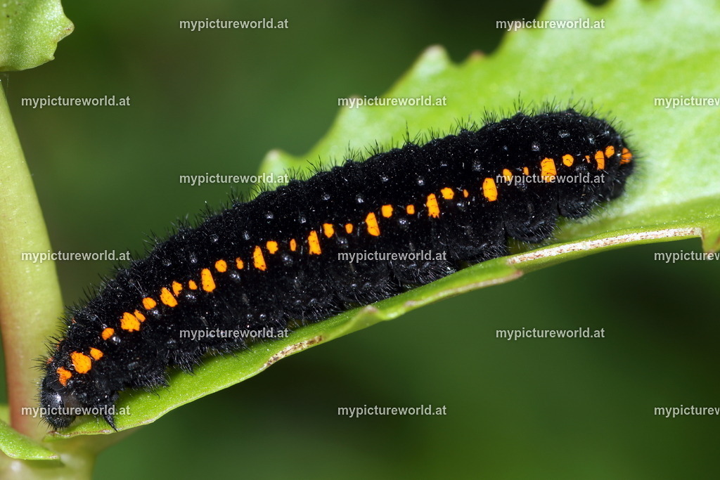 Parnassius apollo-027 | Das Bilderarchiv über Tiere, Planzen und Landschaften. In der Bilddatenbank finden Sie ein große Auswahl an hochwertigen Bilder für Ihre Werbung - Realisiert mit Pictrs.com