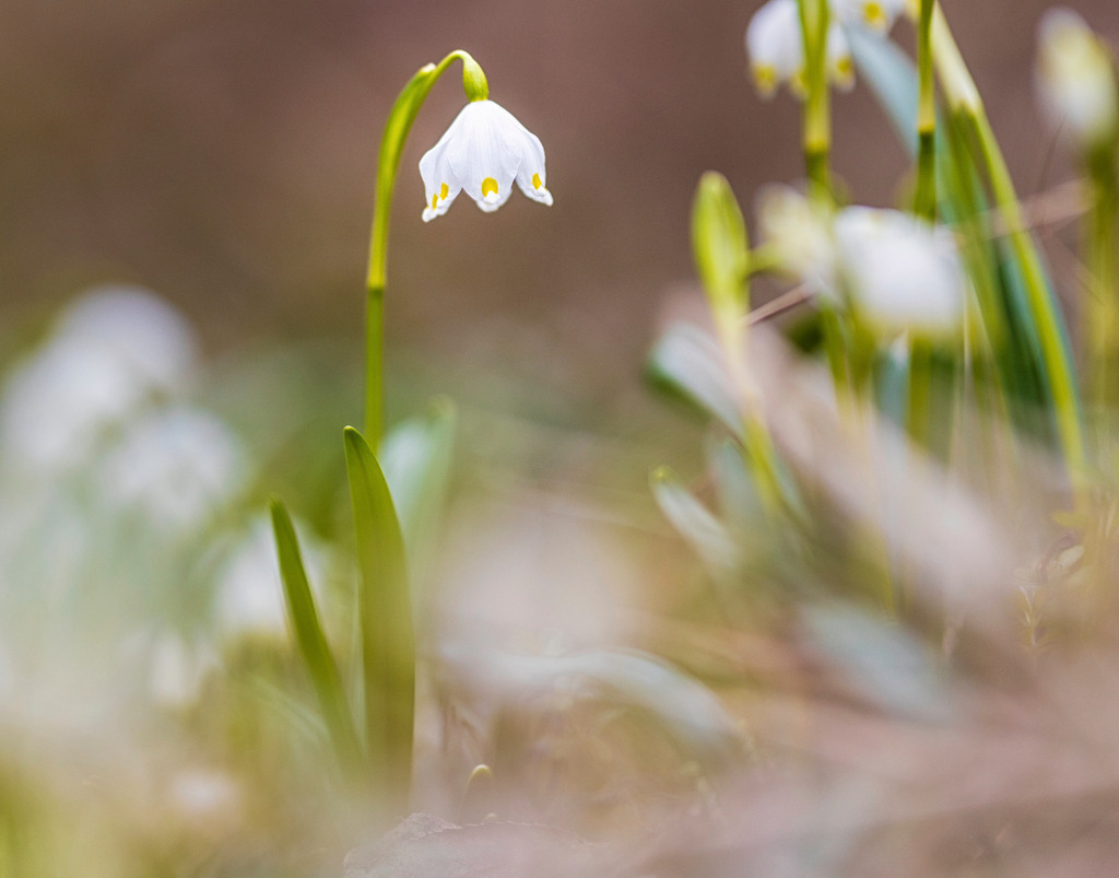 Märzenbecher | Die Märzenbecherblüte im Harz (Sachsen-Anhalt) ist immer wieder ein Erlebnis. Wenn die zahlreichen weißen Blütenköpfe sich aus der braunen Erde erheben, ist es wie ein Triumphschrei der Natur. - Realisiert mit Pictrs.com