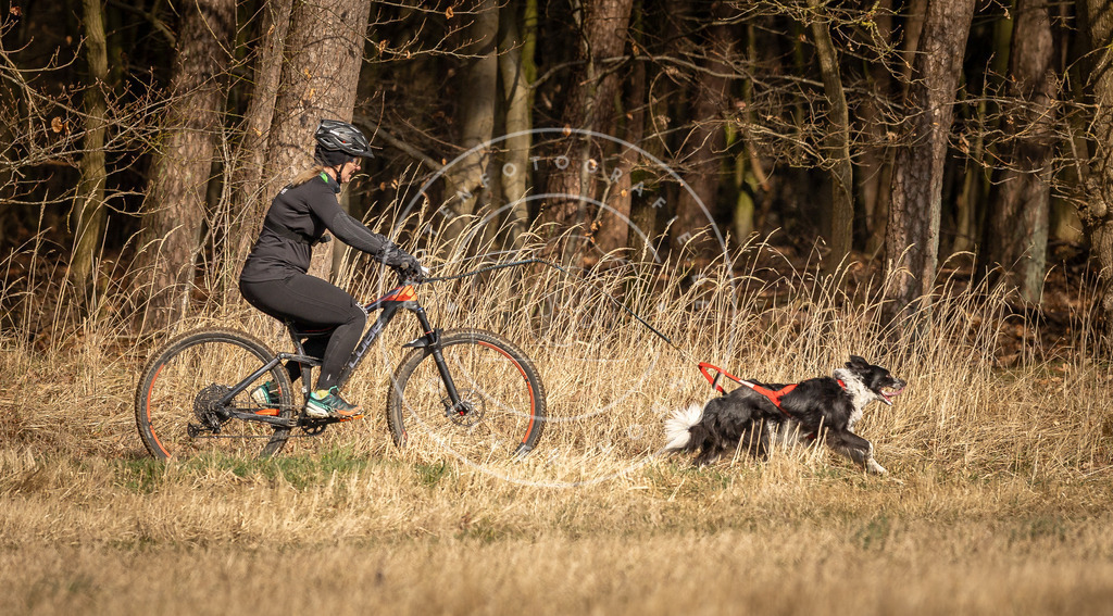 DV3A4609 | Hundefotografie, Tierfotograf, Pfotenfotografie, Fotoshooting Hund, Hunde Portrait, Hundesport, Hundeportraits, Heideshooting, Hunde, Sportfotograf, Hundefotograf, Turnierhundsport, THS,  - Realisiert mit Pictrs.com