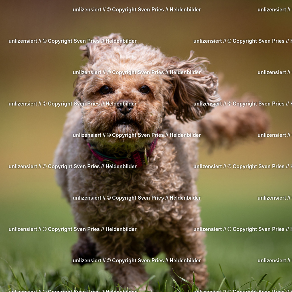 Sven Pries | 2024-04-21 - Hunderennen Baden-Oos
Foto: Sven Pries - Realisiert mit Pictrs.com