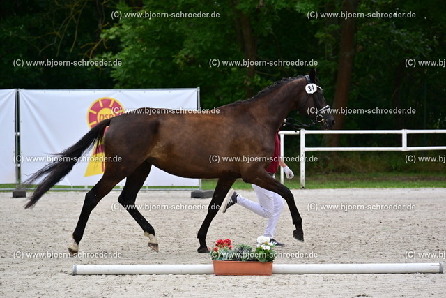 34_Honorika von Millennium - Artistic-Rock_824_0233 | Björn Schroeder Pferdefotografie