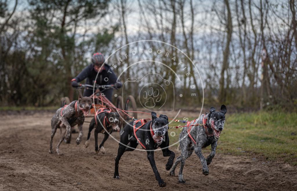 Pfotenfotografie_DV3A6030 | Hundefotografie, Tierfotograf, Pfotenfotografie, Fotoshooting Hund, Hunde Portrait, Hundesport, Hundeportraits, Heideshooting, Hunde, Sportfotograf, Hundefotograf, Turnierhundsport, THS,  - Realisiert mit Pictrs.com