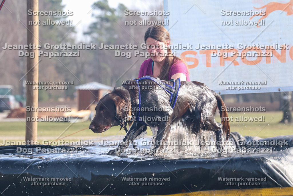 Dog Paparazzi - Strongdog North Mrz26-632 | Dog Paparazzi Jeanette Grottendiek Fotografie & Videografie - Realisiert mit Pictrs.com