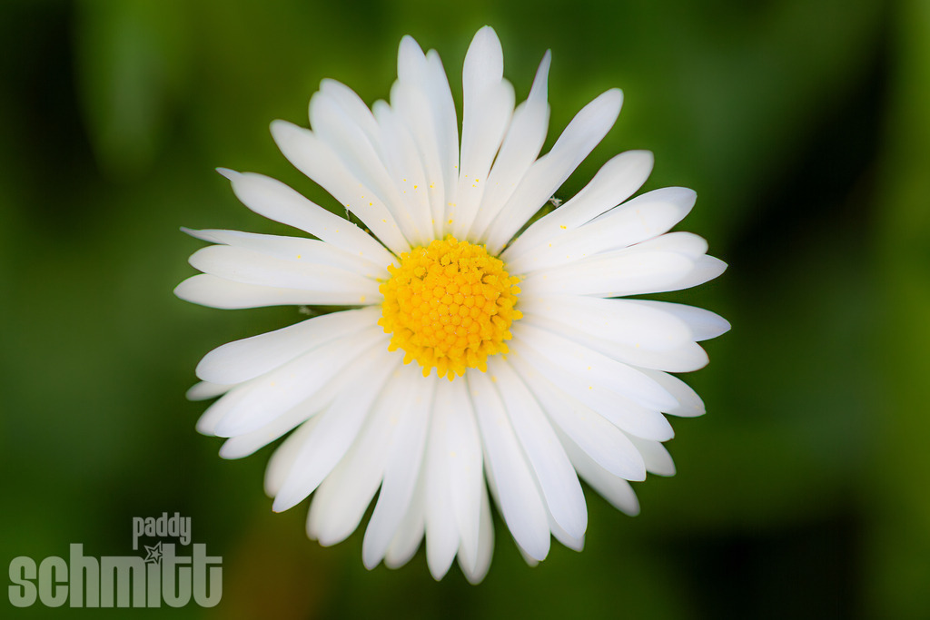 PS-Natur-2026-67 | Entdecke die größte Bildgalerie der Region mit Fotografien aus dem Allgäu, der Bodenseeregion, Oberschwaben, dem Donautal und der Schwäbischen Alb. Landschaften, Luftaufnahmen und Reisefotografie als Wandbild und Fotokunst. - Realisiert mit Pictrs.com