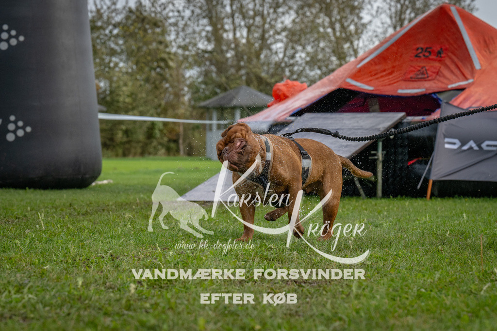 1219-93292 | kk-dogfotos