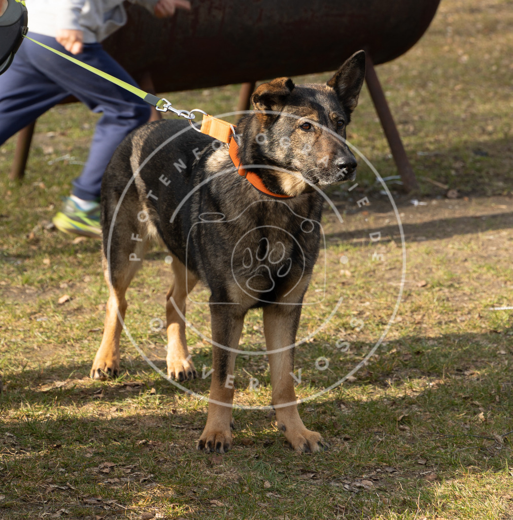 0L8A9091 | Hundefotografie, Tierfotograf, Pfotenfotografie, Fotoshooting Hund, Hunde Portrait, Hundesport, Hundeportraits, Heideshooting, Hunde, Sportfotograf, Hundefotograf, Turnierhundsport, THS,  - Realisiert mit Pictrs.com