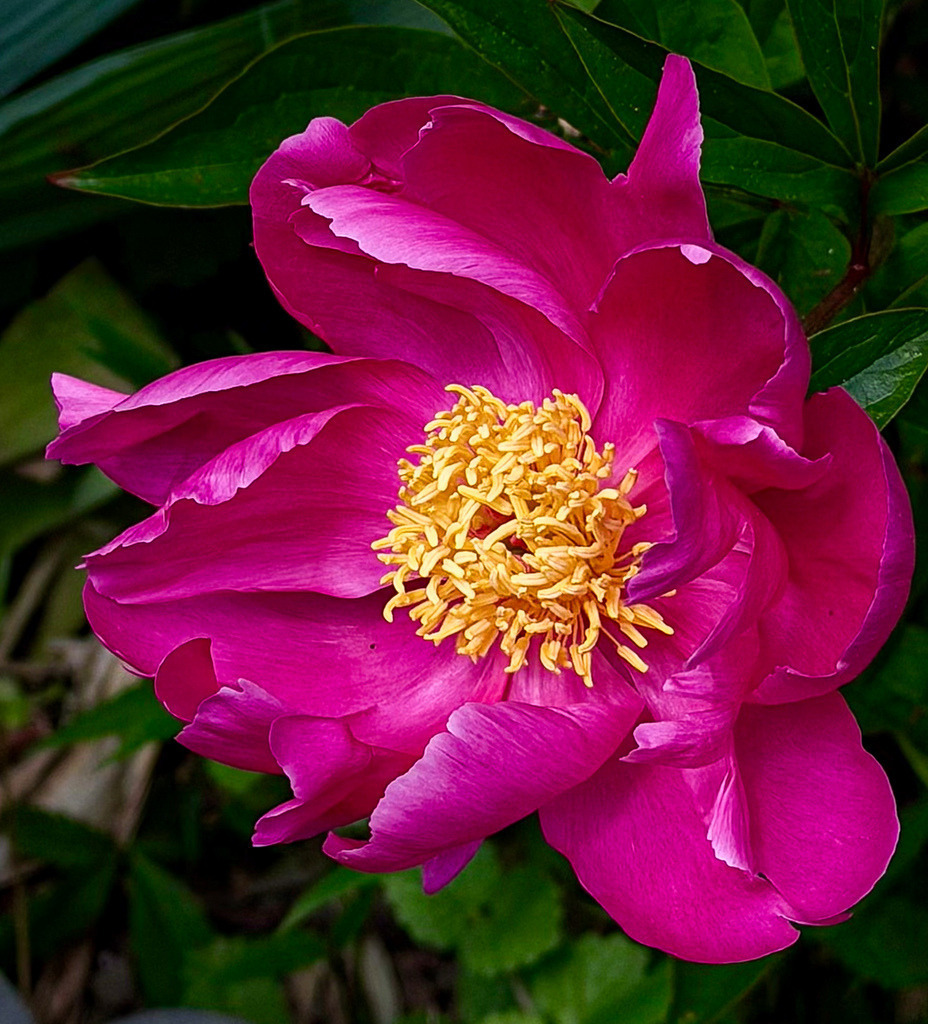 Vibrant Peony Blossom | Close-up of a vibrant pink peony flower with rich textures, deep colors and glowing golden stamens. - Realisiert mit Pictrs.com