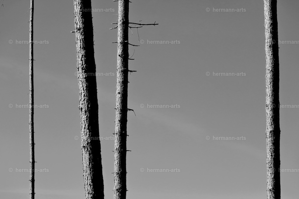 Trees_fine_Art_0043 | Photo Foto Kunst Art schwarzweiss Bilder Rheine Münster Berlin Blumen 