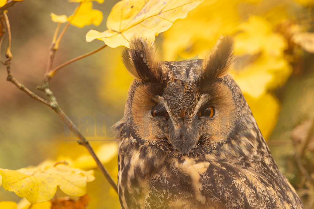 R5NF8603_20241116 | Die Waldohreule ist kleiner, schlanker und hat längere Flügel als der dickköpfige Waldkauz. Sie besitzt außerdem Federohren, der Waldkauz hingegen nicht.
Die Waldohreule hat orange- bis feurig-gelbe, der Waldkauz schwarze Augen. - Realisiert mit Pictrs.com