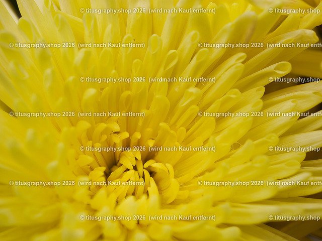 titusgraphy-P6100515_var-126 | Fotokunstarbeit aus der INSTAGRAM-Gallerie auf titusgraphy.eu - Realisiert mit Pictrs.com
