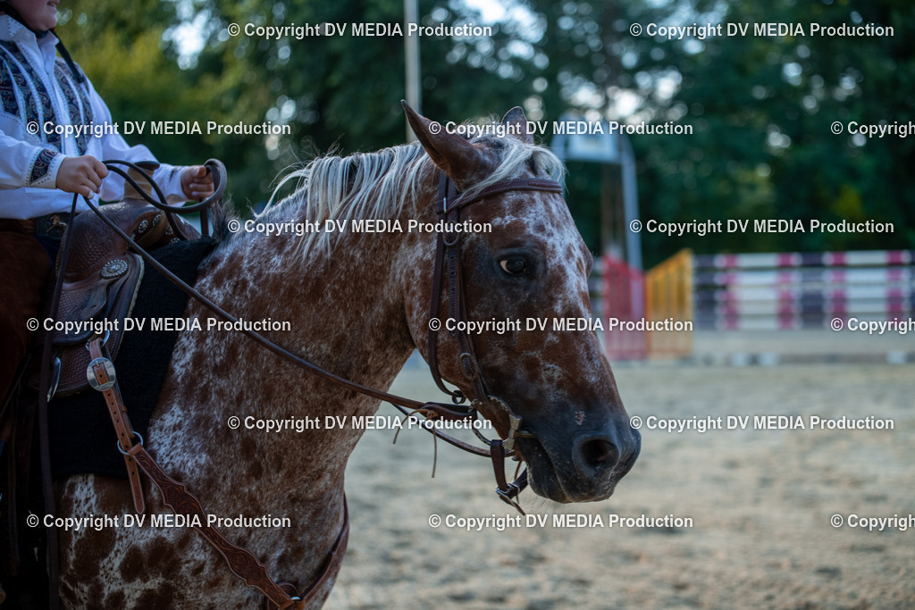 EWP_7230 | dv-media-shop - Realisiert mit Pictrs.com