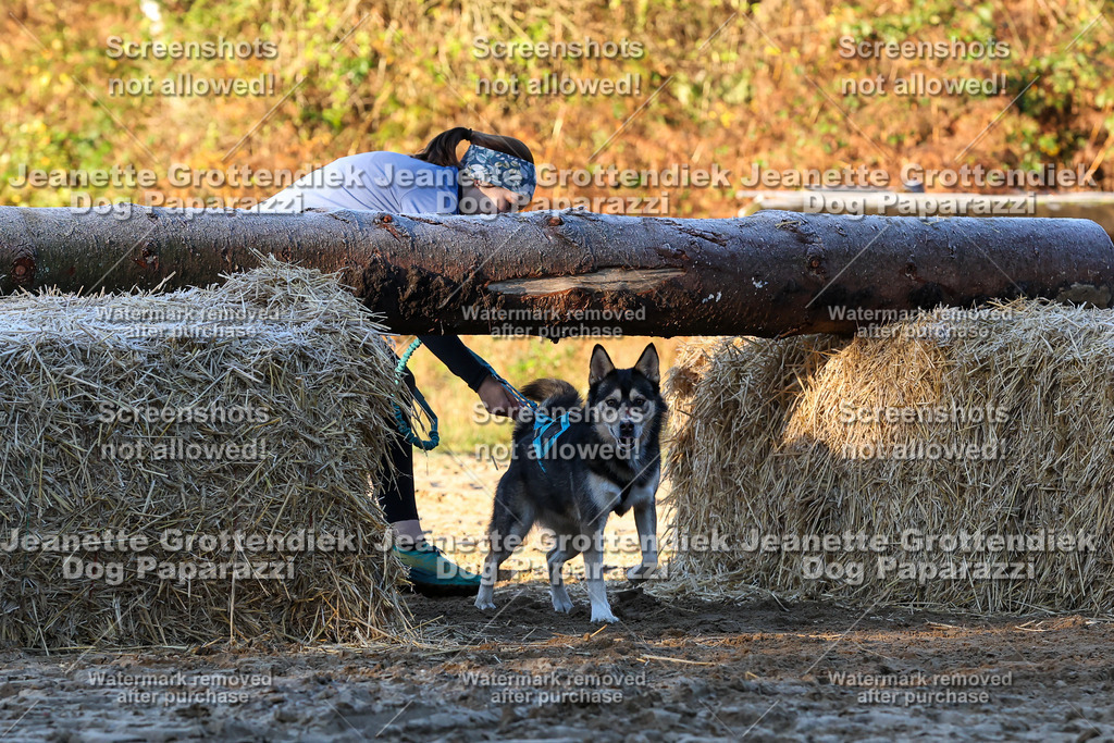 Dog Paparazzi - Strongdog 10-25-634 | Dog Paparazzi Jeanette Grottendiek Fotografie & Videografie - Realisiert mit Pictrs.com