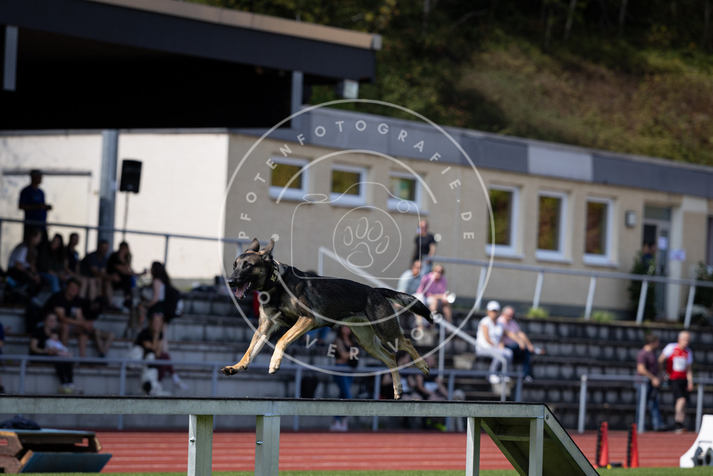 Pfotenfotografie_DV3A8673 | Hundefotografie, Tierfotograf, Pfotenfotografie, Fotoshooting Hund, Hunde Portrait, Hundesport, Hundeportraits, Heideshooting, Hunde, Sportfotograf, Hundefotograf, Turnierhundsport, THS,  - Realisiert mit Pictrs.com