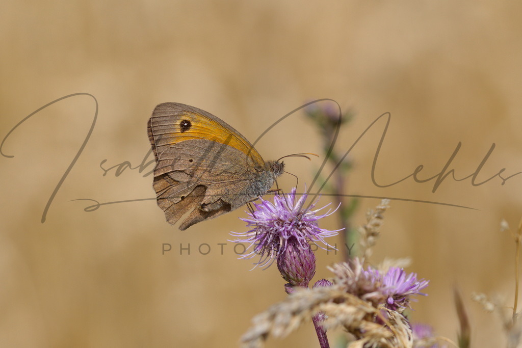 059_Schmetterling | i-n-photography - Realisiert mit Pictrs.com