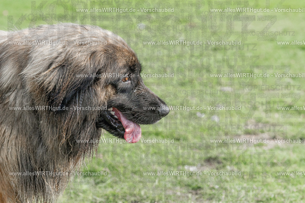 Hundeschwimmen_Volksbad_2026-allesWIRTHgut_Tierfotografie-2609061528-FAY07233 | Professionelle Tierfotografie in Mönchengladbach von Daniel Wirth (allesWIRTHgut). Liebevolle & natürliche Bilder von Hunden & Katzen für unvergessliche Erinnerungen.