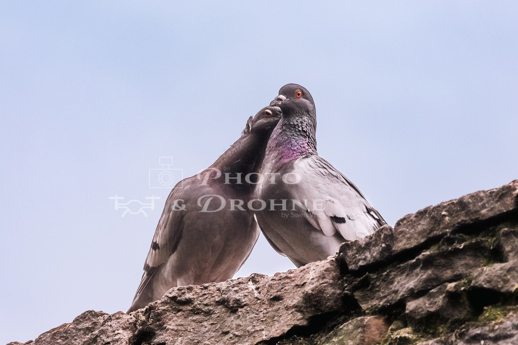 Turteltauben Aschaffenburg-1630 | Zwei Turteltauben im Park am Kühruhgraben in der Stadtmitte von Aschaffenburg. Ausser Tauben kann man hier auch andere Vögel wie Pfauen, Enten und Gänse antreffen. - Realisiert mit Pictrs.com