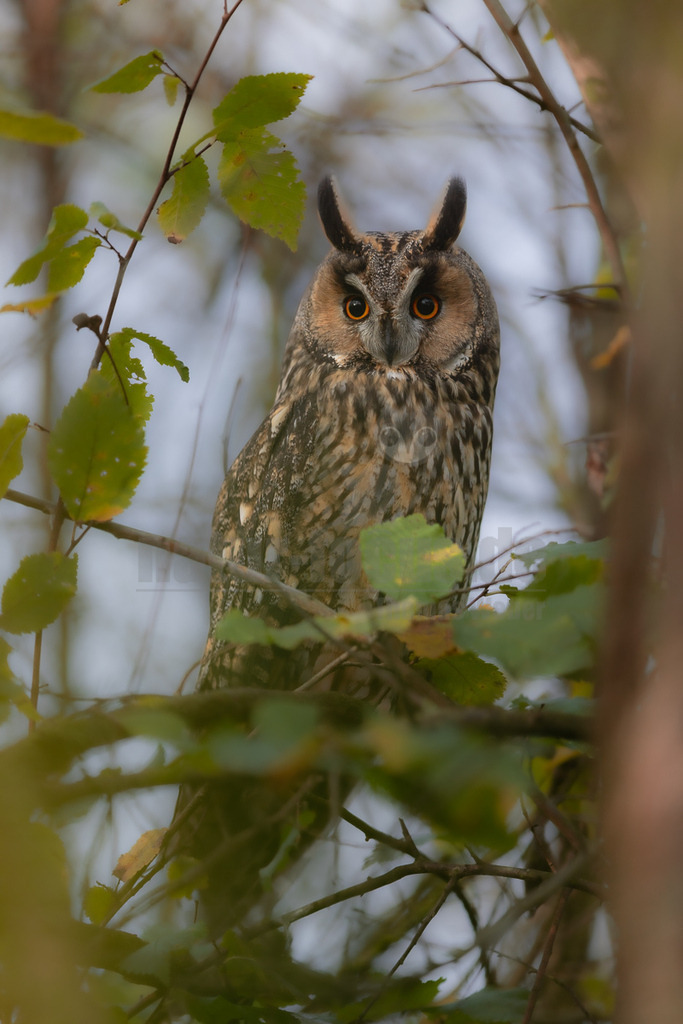 R5M25001_20251102 | Eine Waldohreule (Asio otus) sitzt aufmerksam auf einem Ast, umgeben von leicht unscharfen grünen und gelblichen Blättern. Ihr braun-grau gemustertes Gefieder bietet eine hervorragende Tarnung im Wald. Die markanten Federohren sind aufgerichtet, und ihre leuchtend orangefarbenen Augen sind weit geöffnet und fixieren den Betrachter. Der Hintergrund ist hell und unscharf, was die Eule in den Vordergrund rückt. Es sind keine Interaktionen erkennbar; die Eule verharrt ruhig auf ihrem Sitzplatz. - Realisiert mit Pictrs.com