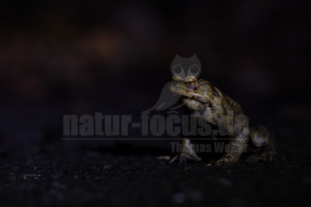 R5NF0530-20230323 | Die Erdkröte ist ein häufiger und im paläarktischen Raum weit verbreiteter Froschlurch aus der Gattung der Echten Kröten innerhalb der Familie der Kröten. Wikipedia - Realisiert mit Pictrs.com