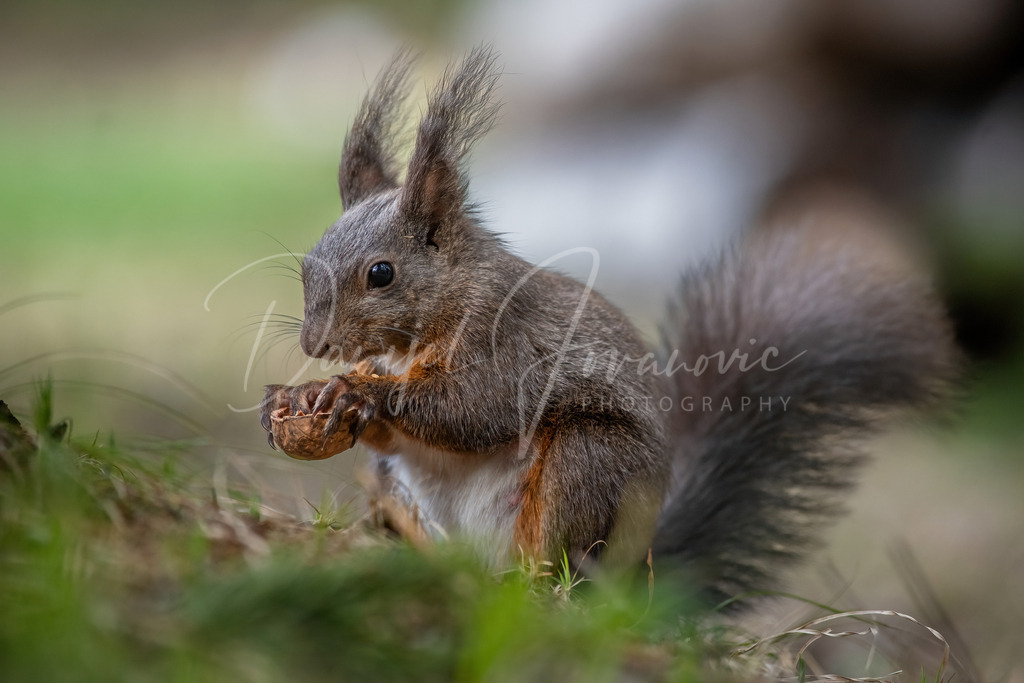 Eichhörnchen | Eichhörnchen im Wald