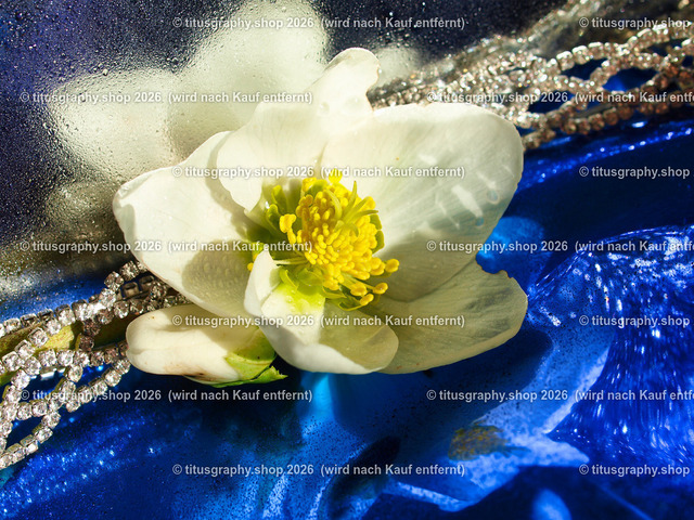 titusgraphy_P2244346-vz-ln | titusgraphy-shop: Geschenkideen mit Qualitätsfotos. titusgraphy-shop: gift ideas with quality photos. titusgraphy-shop: idées cadeaux avec photos de qualité.  - Realisiert mit Pictrs.com