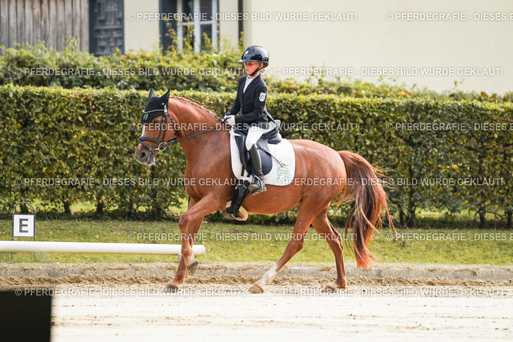 DSC05486 | Pferdegrafie