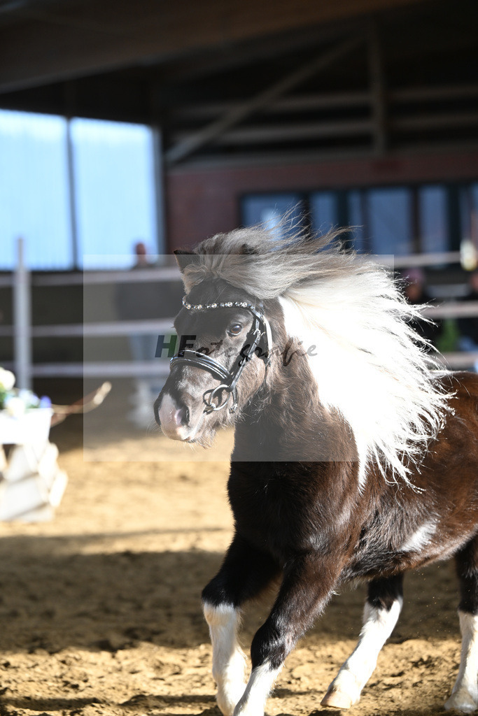 Kat-Nr. 11 SDH Bowies Painted Silver v. Rose Dancing Toreador_Gossing_49250440 | hf-fotografie - Realisiert mit Pictrs.com