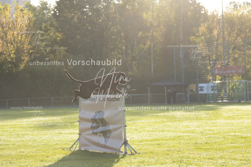 _16A6171 | Einzigartige Fotos von Hunden & Menschen –Actionfotos, Portraits, Vereinsaufnahmen & Paarshootings – authentisch, lebendig & mit Herz.