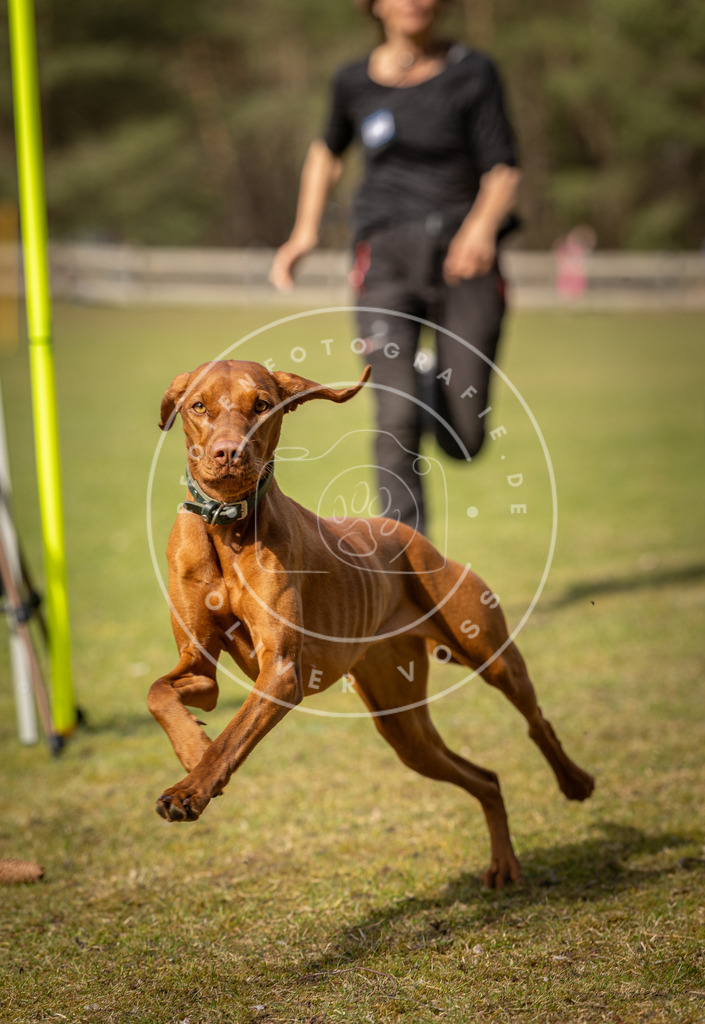 Pfotenfotografie_DV3A0255 | Hundefotografie, Tierfotograf, Pfotenfotografie, Fotoshooting Hund, Hunde Portrait, Hundesport, Hundeportraits, Heideshooting, Hunde, Sportfotograf, Hundefotograf, Turnierhundsport, THS,  - Realisiert mit Pictrs.com