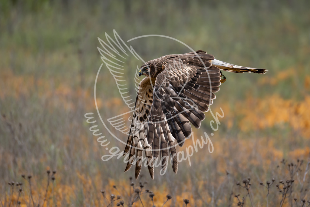 silent passage - northern harrier, canada | Authentische Landschafts- & Wildtierfotografie aus der Schweiz. Hochwertige Wandbilder, Fine-Art-Prints und Wunschmotive nach Auftrag – sorgfältig entwickelt im Grumagraphy-Style