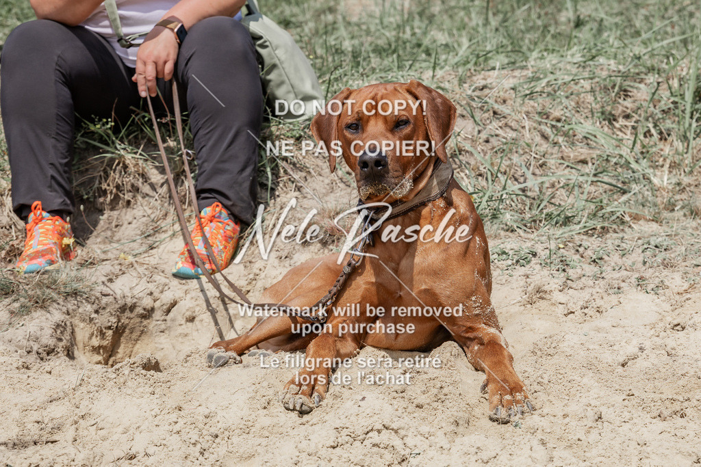BUHU_SUP_654 | nelerasche