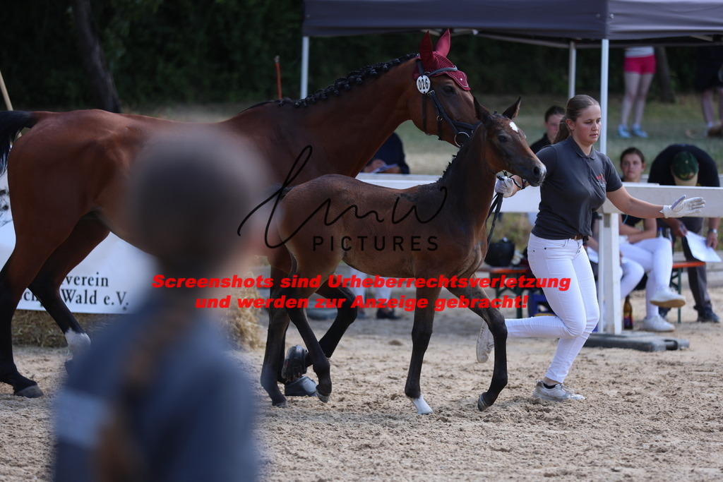 Fohlenschau_Schwäbisch_Hall_springbetonte_Fohlen_KN 26_5 | lmwpictures - Realisiert mit Pictrs.com