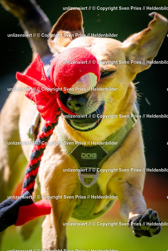 Sven Pries | 2025-08-10 - Hunderennen Durlach - Realisiert mit Pictrs.com