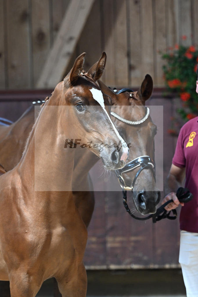 Kat-Nr. 5 Arezzo Man x Conte Cassini_SF_Kraemer_25250537 | hf-fotografie - Realizzato con Pictrs.com