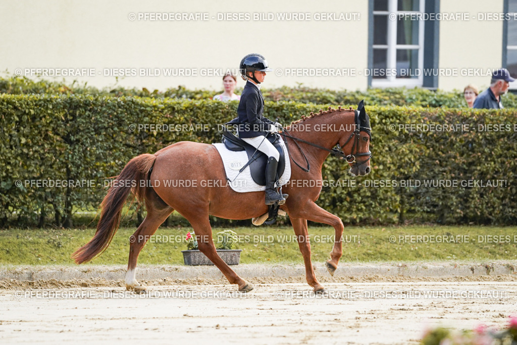 DSC05408 | Pferdegrafie