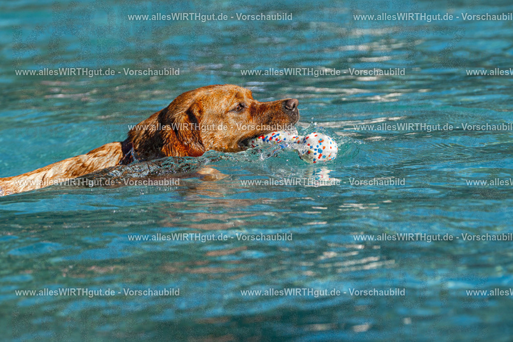 Hundeschwimmen_Volksbad_2026-allesWIRTHgut_Tierfotografie-2609061111-FAY06176 | Professionelle Tierfotografie in Mönchengladbach von Daniel Wirth (allesWIRTHgut). Liebevolle & natürliche Bilder von Hunden & Katzen für unvergessliche Erinnerungen.