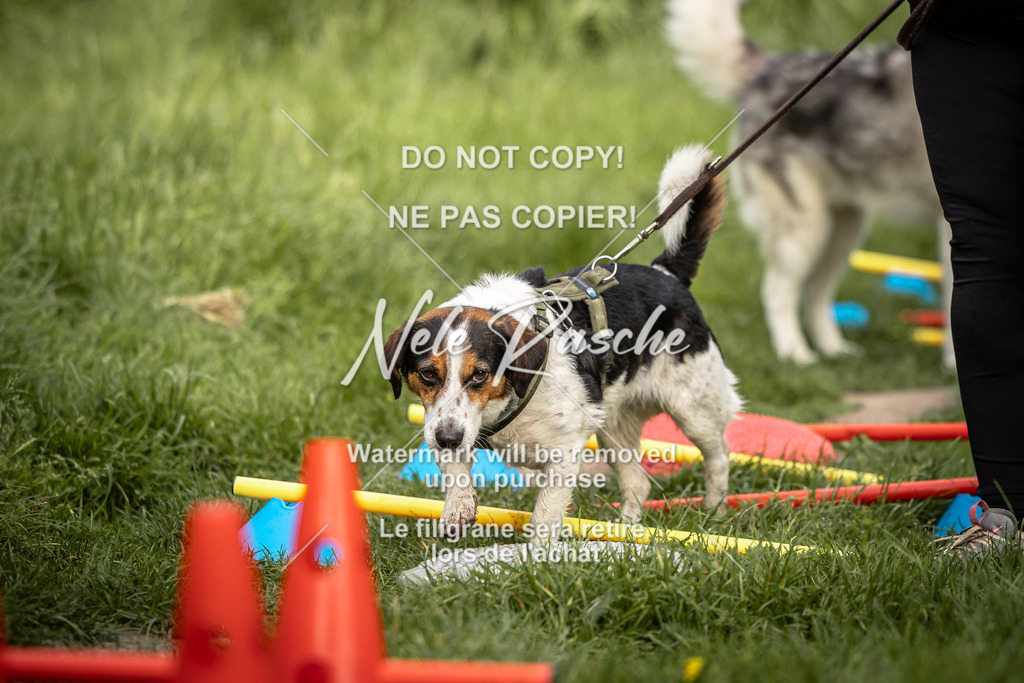 nelerasche_So-earlydog_44 | nelerasche