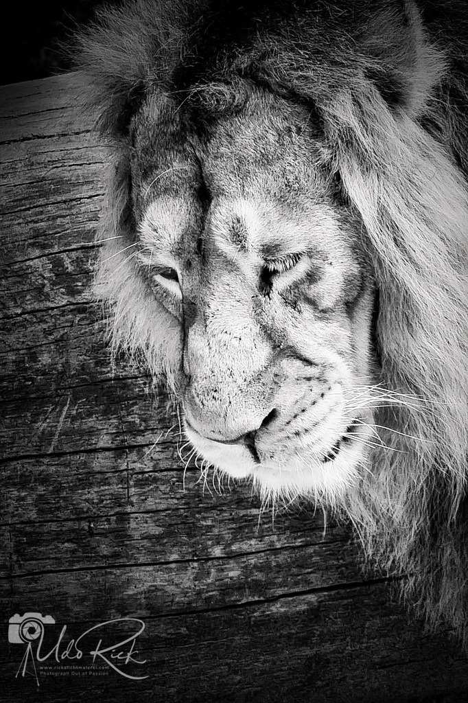 Leo14 | Entdecken Sie Fotografie aus Leidenschaft: Auftragsfotografie, HD-Fotos, Geschenkartikel aus Ihren Bildern und vieles mehr. Beauftragen Sie uns für besondere Momente!