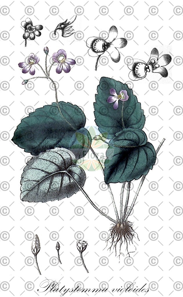 HistAbb_wfo-0001090295_1_ENZY_Simple | Historische Abbildung von Platystemma violoides - Gesneriaceae | Historical Illustration of Platystemma violoides - Gesneriaceae