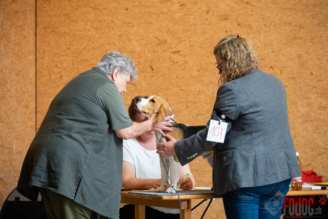 Expo Hunde CAC 2023 Escholzmatt | Expo SLC/CCC/CSS (CAC) in Escholzmatt. 03.06.2023 Foto: Leo Wyden